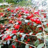 Cotoneaster_franchettii_G